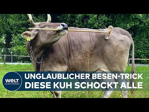 DEUTSCHLAND: Kuh nutzt Werkzeug – Veronika verblüfft Forscher mit cleverem Besen-Trick DEUTSCHLAND: Kuh nutzt Werkzeug – Veronika verblüfft Forscher mit cleverem Besen-Trick