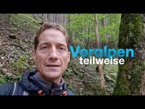 Bergalmen, Weidetiere und Wölfe