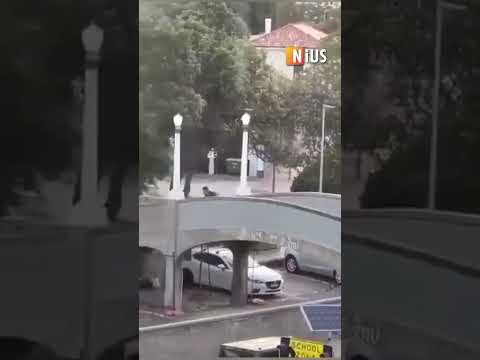 Bondi Beach: Passant entreißt einem der Attentäter sein Gewehr #nius #bondibeach #sydney