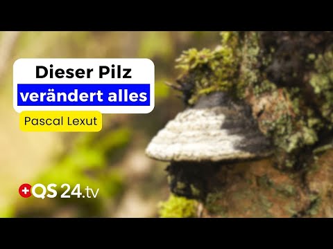 Die adaptogene Kraft des Zunderschwamms | Erfahrungsmedizin | QS24 Gesundheitsfernsehen Die adaptogene Kraft des Zunderschwamms | Erfahrungsmedizin | QS24 Gesundheitsfernsehen