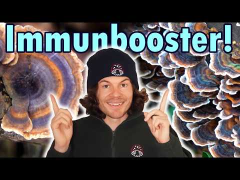 Die Schmetterlingstramete – Man munkelt der beste Vitalpilz überhaupt Die Schmetterlingstramete – Man munkelt der beste Vitalpilz überhaupt