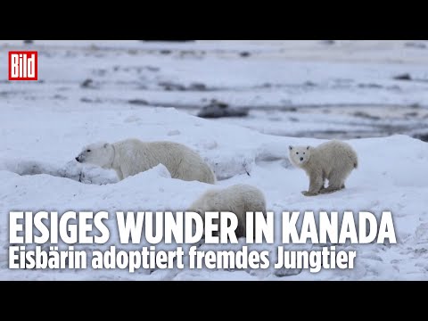 EISBÄR-SENSATION IN KANADA: Forscher entdecken seltene Adoption bei Eisbärenmutter!