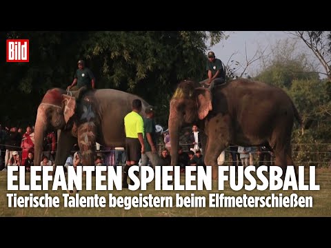 ELEFANTEN-ELFMETERSCHIESSEN: Tierische Fußballstars begeistern Fans beim ungewöhnlichen Turnier!