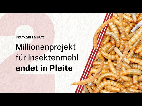Millionenprojekt für Insektenmehl endet in Pleite | Der Tag in 2 Minuten Millionenprojekt für Insektenmehl endet in Pleite | Der Tag in 2 Minuten