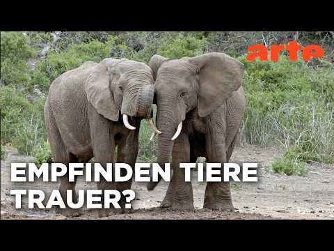 Neues aus der Verhaltensforschung | Doku HD | ARTE Neues aus der Verhaltensforschung | Doku HD | ARTE