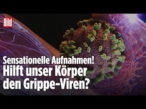 REVOLUTION IN DER GRIPPE-FORSCHUNG: So dringen Viren in unseren Körper ein! REVOLUTION IN DER GRIPPE-FORSCHUNG: So dringen Viren in unseren Körper ein!