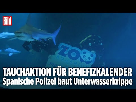 SPEKTAKULÄRER EINSATZ: Polizei baut Unterwasserkrippe zwischen Haien in Madrid