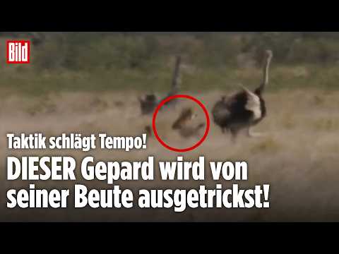TAKTIK SCHLÄGT TEMPO: Dieser Strauß trickst den Geparden aus!