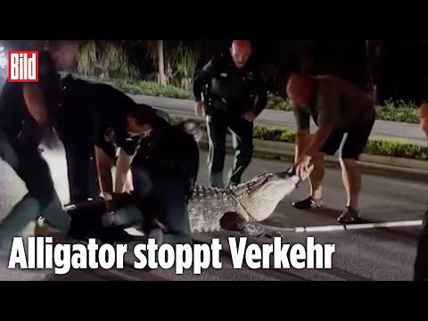 TEAMWORK IN FLORIDA: Sieben Polizisten bändigen vier Meter langen Alligator TEAMWORK IN FLORIDA: Sieben Polizisten bändigen vier Meter langen Alligator
