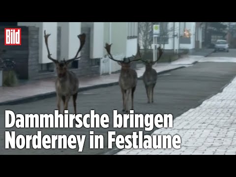 TIERISCHE WEIHNACHTSSTIMMUNG: Dammhirsche spazieren zehn Tage vor Heiligabend über Norderney TIERISCHE WEIHNACHTSSTIMMUNG: Dammhirsche spazieren zehn Tage vor Heiligabend über Norderney