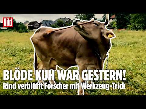 BLÖDE KUH WAR GESTERN! Rind verblüfft Forscher mit Werkzeug-Trick