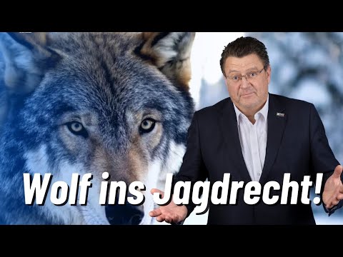 Der Wolf muss ins Jagdrecht überführt werden!