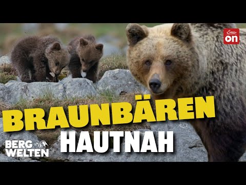 Die spektakuläre Welt der Braunbären in den Brenta-Dolomiten | BERGWELTEN