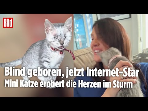 KLEINE KÄMPFERIN: Blinde Babykatze Lil Bit inspiriert Millionen