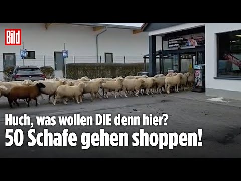 SCHAF-ALARM IM SUPERMARKT: 50 Tiere spazieren durch Penny-Markt in Bayern
