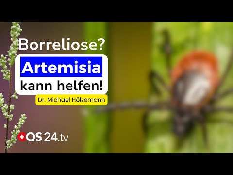 Verzweifelt wegen Borreliose? Das sollten Sie über Artemisia wissen! | Erfahrungsmedizin | QS24