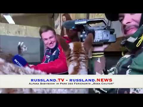 Alpaka Babyboom im Park des Ferienorts „Rosa Chutor“