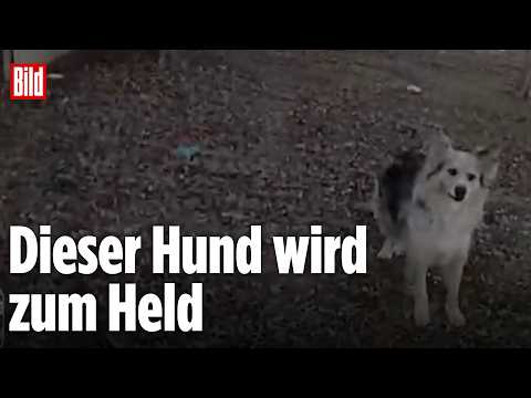 HELD AUF VIER PFOTEN: Hund rettet vermissten Jungen – Polizei folgt tierischem Retter