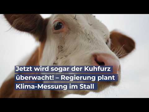 Jetzt wird sogar der Kuhfurz überwacht! –  Regierung plant CO₂-Messung im Stall