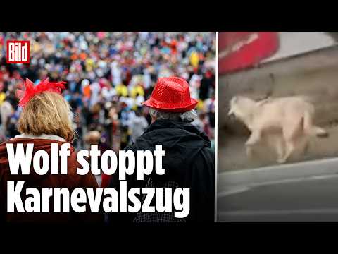 KURZER SCHRECK BEIM KARNEVAL: Wolf stoppt Umzug in Leverkusen – Polizei bestätigt Sichtung