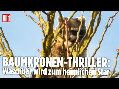 SCHWETZINGEN: Dramatische Rettung! Waschbär hängt tagelang im Baum fest! SCHWETZINGEN: Dramatische Rettung! Waschbär hängt tagelang im Baum fest!