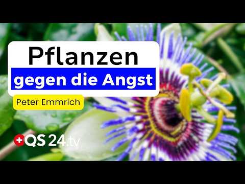 Diese 3 Pflanzen helfen wirklich bei Angst, Stress & Erschöpfung | Urtinkturen 5/7 | QS24 Diese 3 Pflanzen helfen wirklich bei Angst, Stress & Erschöpfung | Urtinkturen 5/7 | QS24
