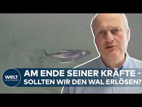 DRAMA AN DER OSTSEE: Todesstoß für den Buckelwal? Wal-Experte verrät, warum das keine gute Idee ist