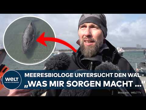 DRAMA AN DER OSTSEE: „Was mir Sorgen macht…“ | Meeresbiologe Robert Marc Lehmann zum Buckelwal