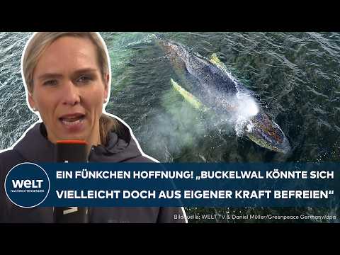 DRAMA IN DER OSTSEE: Ein Fünkchen Hoffnung! Steigender Wasserstand könnte Buckelwal Timmy retten