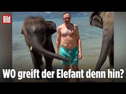 Elefant landet Volltreffer bei Touri: Tierische Aktion sorgt für peinlichen Moment im Urlaub Elefant landet Volltreffer bei Touri: Tierische Aktion sorgt für peinlichen Moment im Urlaub