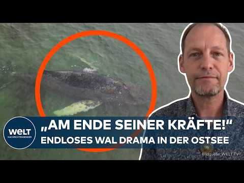 ENDLOS-KRISE IN DER OSTSEE: Experten rätseln – „Timmy“ trifft immer die falsche Wa(h)l