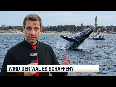 🔴 WIRD ES BUKELWAL „HOPE“ SCHAFFEN❓️