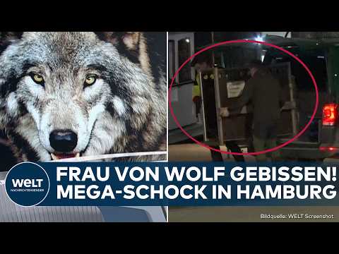 HAMBURG: Schock! Frau von Wolf gebissen! Polizei fängt wildes Tier in Altona