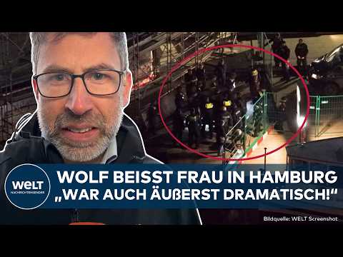 HAMBURG: Wolf beißt Frau ins Gesicht! Erste Details! Polizei fängt Wolf in Altona ein