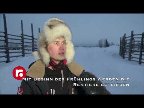 Mit Beginn des Frühlings werden die Rentiere getrieben Mit Beginn des Frühlings werden die Rentiere getrieben