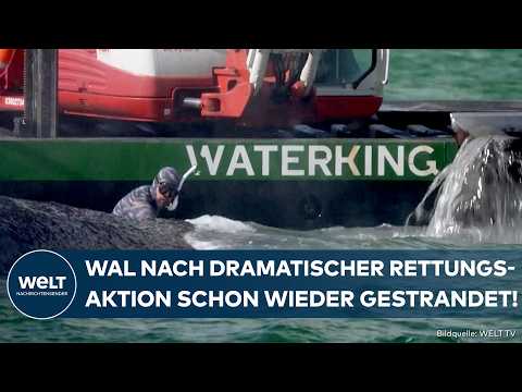 NEUES DRAMA IN DER OSTSEE: Kürzlich befreiter Buckelwal ist wieder gestrandet!