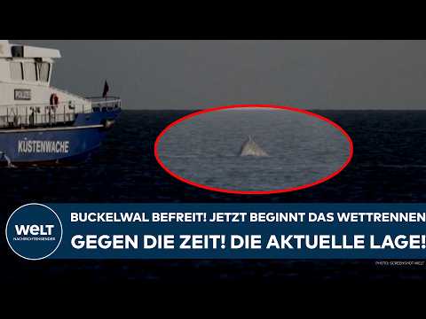 OSTSEE: Buckelwal befreit! Jetzt beginnt das Wettrennen gegen die Zeit! Die aktuelle Lage!
