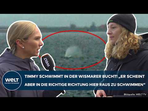 OSTSEE: Buckelwal „Timmy“ schwimmt wieder frei! Doch er ist noch nicht außerhalb der Gefahrenzone