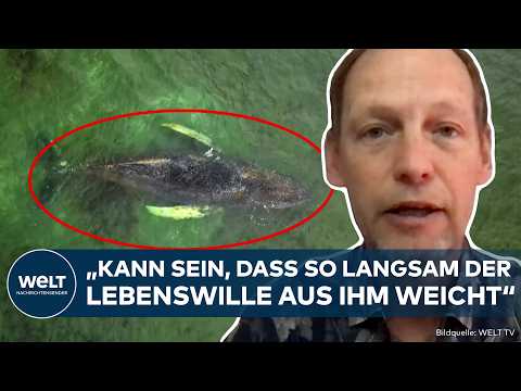 OSTSEE: „Das einzige, was hilft!“ Experte analysiert! Verirrter Wal verliert weiter an Lebenswillen
