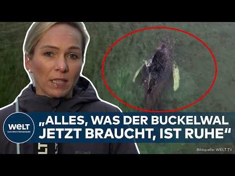 OSTSEE: Ebbe bringt Buckelwal in Schwierigkeiten! Kann sich“Timmy“ noch aus eigener Kraft befreien?