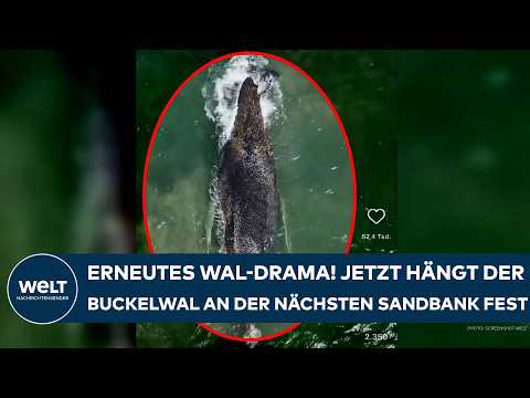 OSTSEE: Erneutes Wal-Drama! Jetzt hängt der Buckelwal an der nächsten Sandbank fest! Was wir wissen!
