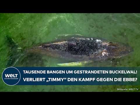 OSTSEE: Gestrandeter Wal kämpft weiter ums Überleben! „Timmys“ Zustand verschlechtert sich weiter