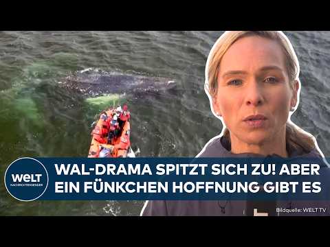 OSTSEE: Keine neue Rettungsaktion für gestrandeten Buckelwal – Sind das seine letzten Stunden?