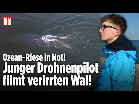 OSTSEE: Ozean-Riese verirrt sich vor Lübecker Bucht! Drohnenvideo zeigt Wal mit Seil!