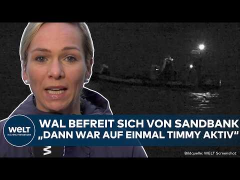 OSTSEE: Wal-Hammer vor Wismar! Timmy ist verschwunden! Wal befreit sich selbst von Sandbank
