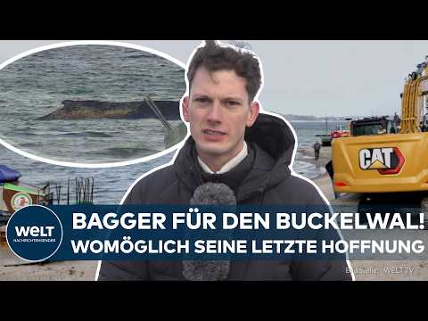 TIER-DRAMA AM TIMMENDORFER STRAND: Letzte Chance für den Wal? Bagger soll den Buckelwal befreien