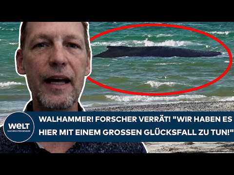 TIMMENDORFER STRAND: Walforscher verrät! „Wir haben es hier mit einem großen Glücksfall zu tun!“
