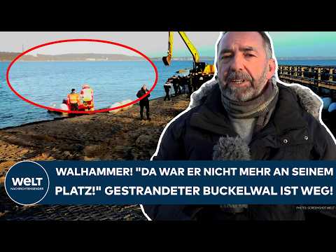 TIMMENDORFER STRAND: Walhammer! „Da war er nicht mehr an seinem Platz!“ Gestrandeter Buckelwal weg!