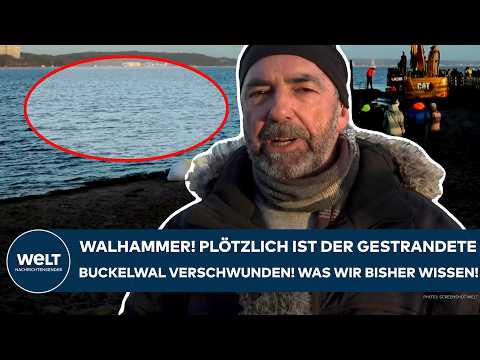 TIMMENDORFER STRAND: Walhammer! Plötzlich ist der gestrandete Buckelwal verschwunden! Was wir wissen