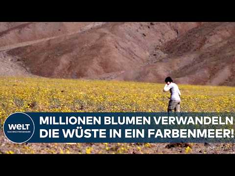 USA: Seltenes Naturspektakel! Die heißeste Wüste Amerikas erstrahlt in goldener Blütenpracht!